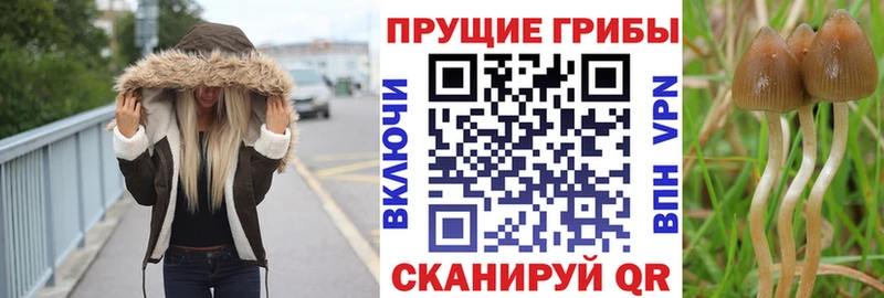 наркота  Венёв  Галлюциногенные грибы Cubensis 